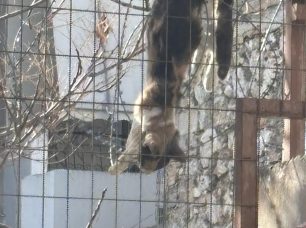 Κορυδαλλός Αττικής: Έκκληση για διάσωση γάτας που κρέμεται καθώς παγιδεύτηκε σε κάγκελα