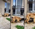 Λαμία Φθιώτιδας: Σκύλος σκελετωμένος διαρκώς δεμένος με μισό μέτρο σχοινί στην είσοδο πολυκατοικίας
