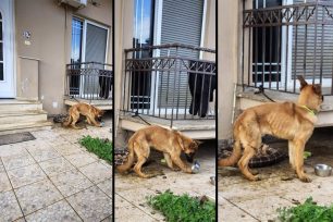 Λαμία Φθιώτιδας: Σκύλος σκελετωμένος διαρκώς δεμένος με μισό μέτρο σχοινί στην είσοδο πολυκατοικίας