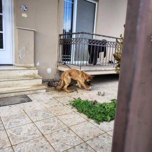 Λαμία Φθιώτιδας: Σκύλος σκελετωμένος διαρκώς δεμένος με μισό μέτρο σχοινί στην είσοδο πολυκατοικίας 1 LamiaFthiotidasSkylosSkeletomenosDemenos7 1 2026 3