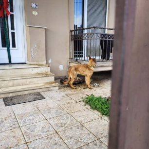 Λαμία Φθιώτιδας: Σκύλος σκελετωμένος διαρκώς δεμένος με μισό μέτρο σχοινί στην είσοδο πολυκατοικίας 2 LamiaFthiotidasSkylosSkeletomenosDemenos7 1 2026 4