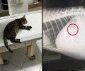 Μουρνιές Χανίων: Ακόμα μια γάτα πυροβολημένη με αεροβόλο - Έκκληση για τα έξοδα φροντίδας του ζώου