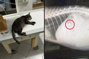 Μουρνιές Χανίων: Ακόμα μια γάτα πυροβολημένη με αεροβόλο - Έκκληση για τα έξοδα φροντίδας του ζώου