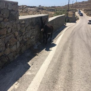 Μύκονος: Δεκάδες γαϊδούρια, αγελάδες, κατσίκες κακοποιούνται με δεμένα πόδια μέχρι να πεθάνουν (βίντεο) 20 MykonosAgrariGaidarosPastouromenos16 8 2020 1