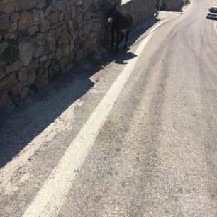 Μύκονος: Δεκάδες γαϊδούρια, αγελάδες, κατσίκες κακοποιούνται με δεμένα πόδια μέχρι να πεθάνουν (βίντεο) 19 MykonosAgrariGaidarosPastouromenos16 8 2020 2