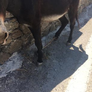Μύκονος: Δεκάδες γαϊδούρια, αγελάδες, κατσίκες κακοποιούνται με δεμένα πόδια μέχρι να πεθάνουν (βίντεο) 21 MykonosAgrariGaidarosPastouromenos16 8 2020 3