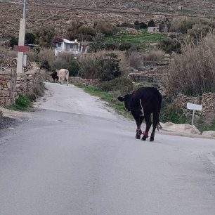Μύκονος: Δεκάδες γαϊδούρια, αγελάδες, κατσίκες κακοποιούνται με δεμένα πόδια μέχρι να πεθάνουν (βίντεο) 3 MykonosKantouniaAgeladesPastouromenesDemenaPodia2 1 2026 1