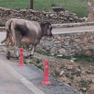 Μύκονος: Δεκάδες γαϊδούρια, αγελάδες, κατσίκες κακοποιούνται με δεμένα πόδια μέχρι να πεθάνουν (βίντεο) 6 MykonosKantouniaAgeladesPastouromenesDemenaPodia2 1 2026 2