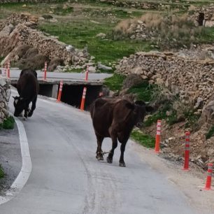 Μύκονος: Δεκάδες γαϊδούρια, αγελάδες, κατσίκες κακοποιούνται με δεμένα πόδια μέχρι να πεθάνουν (βίντεο) 7 MykonosKantouniaAgeladesPastouromenesDemenaPodia2 1 2026 3