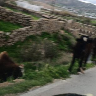Μύκονος: Δεκάδες γαϊδούρια, αγελάδες, κατσίκες κακοποιούνται με δεμένα πόδια μέχρι να πεθάνουν (βίντεο) 4 MykonosKantouniaAgeladesPastouromenesDemenaPodia2 1 2026 5