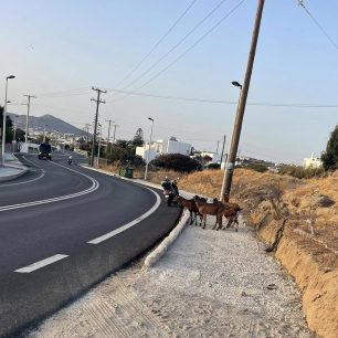 Μύκονος: Δεκάδες γαϊδούρια, αγελάδες, κατσίκες κακοποιούνται με δεμένα πόδια μέχρι να πεθάνουν (βίντεο) 9 MykonosKatsikesPastouromenes27 7 2025 2