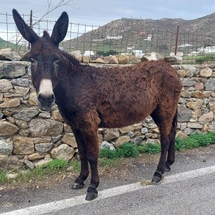Μύκονος: Δεκάδες γαϊδούρια, αγελάδες, κατσίκες κακοποιούνται με δεμένα πόδια μέχρι να πεθάνουν (βίντεο) 1 MykonosMaouGaidouriaPastouromena3 1 2026 1