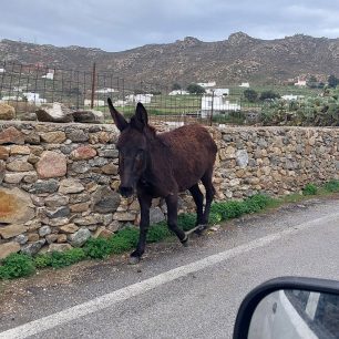 Μύκονος: Δεκάδες γαϊδούρια, αγελάδες, κατσίκες κακοποιούνται με δεμένα πόδια μέχρι να πεθάνουν (βίντεο) 2 MykonosMaouGaidouriaPastouromena3 1 2026 2