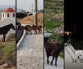 Μύκονος: Δεκάδες γαϊδούρια, αγελάδες, κατσίκες κακοποιούνται με δεμένα πόδια μέχρι να πεθάνουν (βίντεο)