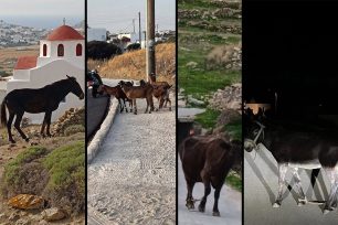 Μύκονος: Δεκάδες γαϊδούρια, αγελάδες, κατσίκες κακοποιούνται με δεμένα πόδια μέχρι να πεθάνουν (βίντεο)