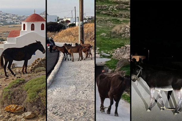 Μύκονος: Δεκάδες γαϊδούρια, αγελάδες, κατσίκες κακοποιούνται με δεμένα πόδια μέχρι να πεθάνουν (βίντεο)