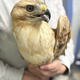 PaianiaAttikisAetogerakinaPyrovolimeni19 12 2025 1