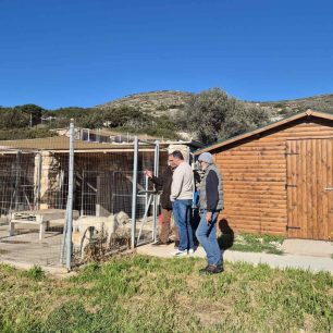 Ξανακάνει σύμβαση με τον Σύλλογο Προστασίας Ζώων Πάρου o Δήμος και αποδεικνύει ότι δίκιο είχαν μόνο οι φιλόζωοι 6 ParosMpizasKostasDimarxosPAWSMarathi13 1 2026 6