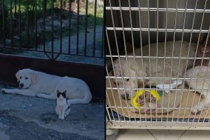 Πολυκάρπη Πέλλας: Πυροβόλησε τρεις φορές με κυνηγετική καραμπίνα και σκότωσε τον αδέσποτο σκύλο