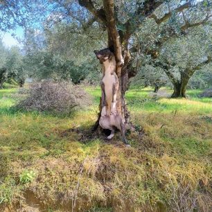 Πύργος (Πυργάκι) Μεσσηνίας: Κρέμασε σκύλο σε δέντρο και τον έπνιξε (βίντεο) 3 PyrgosMessiniasKremaseEpnixeSkylo24 1 2026 5