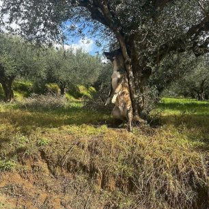 Πύργος (Πυργάκι) Μεσσηνίας: Κρέμασε σκύλο σε δέντρο και τον έπνιξε (βίντεο) 2 PyrgosMessiniasKremaseEpnixeSkylo24 1 2026 6