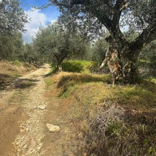 Πύργος (Πυργάκι) Μεσσηνίας: Κρέμασε σκύλο σε δέντρο και τον έπνιξε (βίντεο) 1 PyrgosMessiniasKremaseEpnixeSkylo24 1 2026 8