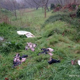 Ρέθυμνο Κρήτης: 19 τα κουτάβια που βρέθηκαν σε τσουβάλια πνιγμένα σε ποτάμι μεταξύ Μέρωνα και Γερακαρίου 22 RethymnoMeronasGerakariou19KoutaviaNekra30 12 2025 6