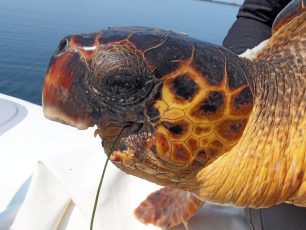 Θαλάσσια χελώνα επιβιώνει στον Αμβρακικό κόλπο και τρέφεται κανονικά χωρίς κάτω γνάθο!
