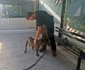 Ζάκυνθος: Φοβικός και απρόβλεπτος - λόγω των όσων έζησε - ο σκύλος που δάγκωσε θανάσιμα το 2χρονο παιδάκι