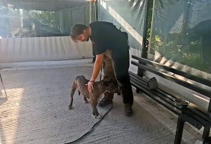 Ζάκυνθος: Φοβικός και απρόβλεπτος - λόγω των όσων έζησε - ο σκύλος που δάγκωσε θανάσιμα το 2χρονο παιδάκι