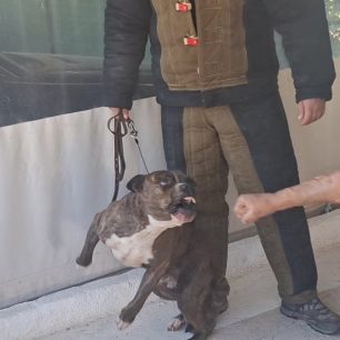 TriantisEkpaideftisSkylosPitbullZakynthos12 2025 10