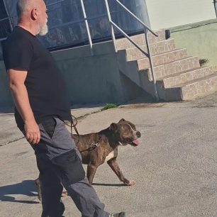TriantisEkpaideftisSkylosPitbullZakynthos12 2025 6