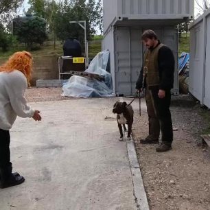 TriantisEkpaideftisSkylosPitbullZakynthos12 2025 9