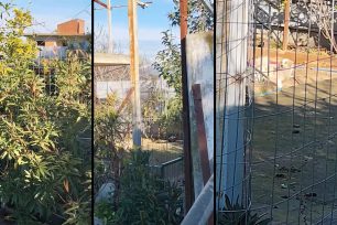 Βαθύ Αυλίδας Εύβοιας: Δεκάδες σκυλιά σε σπίτι γυναίκας που εξαφανίστηκε πριν από περίπου δύο μήνες (βίντεο)