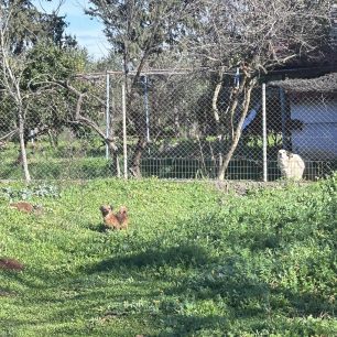 Βαθύ Αυλίδας Εύβοιας: Δεκάδες σκυλιά σε σπίτι γυναίκας που εξαφανίστηκε πριν από περίπου δύο μήνες (βίντεο) 6 VathiAvlidasEviasSkylia27 1 2026 2