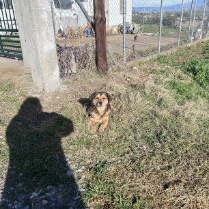 Βαθύ Αυλίδας Εύβοιας: Δεκάδες σκυλιά σε σπίτι γυναίκας που εξαφανίστηκε πριν από περίπου δύο μήνες (βίντεο) 4 VathiAvlidasEviasSkylia27 1 2026 5