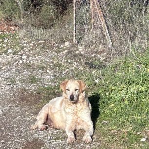 Βαθύ Αυλίδας Εύβοιας: Δεκάδες σκυλιά σε σπίτι γυναίκας που εξαφανίστηκε πριν από περίπου δύο μήνες (βίντεο) 3 VathiAvlidasEviasSkylia27 1 2026 6