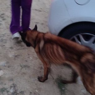 Φροντίζουν σκελετωμένο σκύλο που βρέθηκε εξαθλιωμένος κοντά στο Χουμνικό Σερρών 4 XoumnikoSerronSkeletomenosSkylos17 1 2025 1