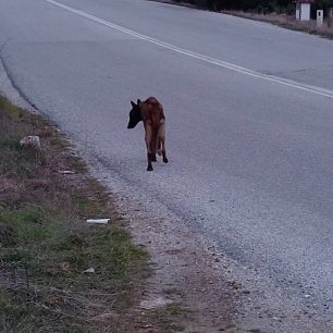 Φροντίζουν σκελετωμένο σκύλο που βρέθηκε εξαθλιωμένος κοντά στο Χουμνικό Σερρών 1 XoumnikoSerronSkeletomenosSkylos17 1 2025 2