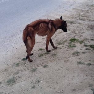 Φροντίζουν σκελετωμένο σκύλο που βρέθηκε εξαθλιωμένος κοντά στο Χουμνικό Σερρών 3 XoumnikoSerronSkeletomenosSkylos17 1 2025 3