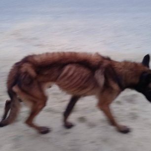 Φροντίζουν σκελετωμένο σκύλο που βρέθηκε εξαθλιωμένος κοντά στο Χουμνικό Σερρών 2 XoumnikoSerronSkeletomenosSkylos17 1 2025 4