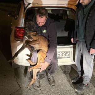 Φροντίζουν σκελετωμένο σκύλο που βρέθηκε εξαθλιωμένος κοντά στο Χουμνικό Σερρών 6 XoumnikoSerronSkeletomenosSkylos17 1 2025 6