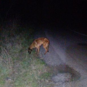 Φροντίζουν σκελετωμένο σκύλο που βρέθηκε εξαθλιωμένος κοντά στο Χουμνικό Σερρών 5 XoumnikoSerronSkeletomenosSkylos17 1 2025 7