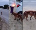 Χουμνικό Σερρών: Έκκληση για να σωθεί σκελετωμένος σκύλος που αργοπεθαίνει