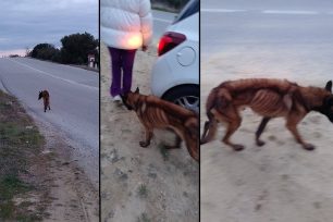 Χουμνικό Σερρών: Έκκληση για να σωθεί σκελετωμένος σκύλος που αργοπεθαίνει