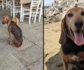 Έσωσαν πυροβολημένο σκύλο που βρέθηκε σκελετωμένος στον Άγιο Βλάσιο Μαγνησίας αλλά χρειάζονται βοήθεια για την περίθαλψη του