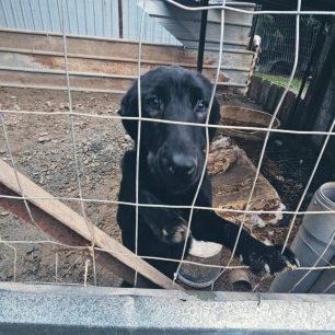 Εθελοντές φροντίζουν τα κακοποιημένα πάνω στα λύματα σκυλιά στο παράνομο Δημοτικό Κυνοκομείο Αλεξάνδρειας και ο Δήμος αδιαφορεί (βίντεο) 76 AlexandriaImathiasDimotikoKynokomeioSkylia2 2026 16