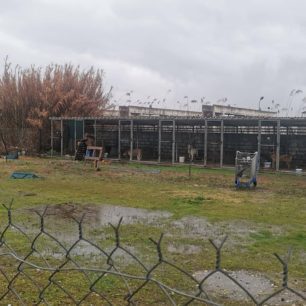 Εθελοντές φροντίζουν τα κακοποιημένα πάνω στα λύματα σκυλιά στο παράνομο Δημοτικό Κυνοκομείο Αλεξάνδρειας και ο Δήμος αδιαφορεί (βίντεο) 61 AlexandriaImathiasDimotikoKynokomeioSkylia2 2026 3