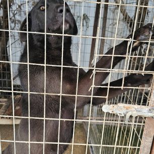 Εθελοντές φροντίζουν τα κακοποιημένα πάνω στα λύματα σκυλιά στο παράνομο Δημοτικό Κυνοκομείο Αλεξάνδρειας και ο Δήμος αδιαφορεί (βίντεο) 86 AlexandriaImathiasDimotikoKynokomeioSkylia2 2026 33