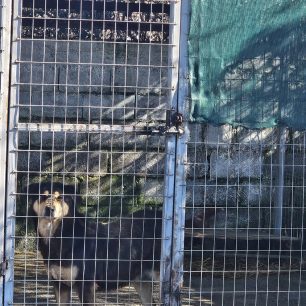 Εθελοντές φροντίζουν τα κακοποιημένα πάνω στα λύματα σκυλιά στο παράνομο Δημοτικό Κυνοκομείο Αλεξάνδρειας και ο Δήμος αδιαφορεί (βίντεο) 111 AlexandriaImathiasDimotikoKynokomeioSkylia2 2026 36